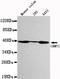 Creatine Kinase, Mitochondrial 1B antibody, M16590, Boster Biological Technology, Western Blot image 