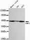 Creatine kinase U-type, mitochondrial antibody, M16590, Boster Biological Technology, Western Blot image 