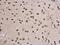 H3 Histone Family Member 3B antibody, PA5-29602, Invitrogen Antibodies, Immunohistochemistry paraffin image 