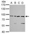 X-Ray Repair Cross Complementing 5 antibody, LS-C186112, Lifespan Biosciences, Western Blot image 