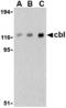 Cbl Proto-Oncogene antibody, MBS150368, MyBioSource, Western Blot image 