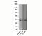 Ubiquitin C-Terminal Hydrolase L1 antibody, 33-221, ProSci, Western Blot image 