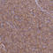 Cytochrome c oxidase subunit 6C antibody, HPA014295, Atlas Antibodies, Immunohistochemistry frozen image 