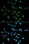 Neurotensin Receptor 1 antibody, orb136014, Biorbyt, Immunocytochemistry image 