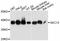 SEC13 Homolog, Nuclear Pore And COPII Coat Complex Component antibody, abx126518, Abbexa, Western Blot image 