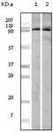 EPH Receptor A1 antibody, 32-150, ProSci, Western Blot image 