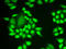 Ring Finger Protein 40 antibody, STJ28526, St John