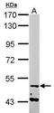Nuclear Prelamin A Recognition Factor antibody, PA5-30544, Invitrogen Antibodies, Western Blot image 
