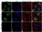Stromal Antigen 2 antibody, 711529, Invitrogen Antibodies, Immunocytochemistry image 