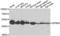 G Protein-Coupled Receptor 68 antibody, LS-C349084, Lifespan Biosciences, Western Blot image 