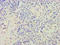 Arginine Vasopressin antibody, LS-C317874, Lifespan Biosciences, Immunohistochemistry paraffin image 