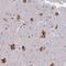 Elongation Factor 1 Homolog antibody, NBP1-91868, Novus Biologicals, Immunohistochemistry paraffin image 