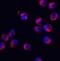 Serine And Arginine Rich Splicing Factor 3 antibody, A03127, Boster Biological Technology, Immunofluorescence image 