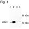 Mitogen-Activated Protein Kinase Kinase 1 antibody, PA1-4630, Invitrogen Antibodies, Western Blot image 