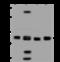 Methylmalonyl-CoA Mutase antibody, 201174-T46, Sino Biological, Western Blot image 