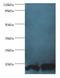 POP7 Homolog, Ribonuclease P/MRP Subunit antibody, LS-C376369, Lifespan Biosciences, Western Blot image 