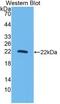 Interleukin 10 antibody, abx131818, Abbexa, Western Blot image 