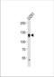 Endothelin-converting enzyme 2 antibody, TA325131, Origene, Western Blot image 