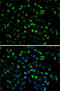 Adenylate Kinase 4 antibody, 18-467, ProSci, Immunoprecipitation image 