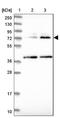 Conserved oligomeric Golgi complex subunit 4 antibody, NBP2-48766, Novus Biologicals, Western Blot image 