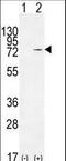 Nucleolin antibody, LS-C164776, Lifespan Biosciences, Western Blot image 