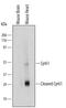 Cellular Communication Network Factor 1 antibody, MAB4864, R&D Systems, Western Blot image 