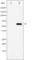 Nuclear Factor, Erythroid 2 Like 2 antibody, abx011286, Abbexa, Western Blot image 