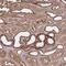 Prominin 2 antibody, NBP2-38032, Novus Biologicals, Immunohistochemistry frozen image 