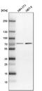 NPL4 Homolog, Ubiquitin Recognition Factor antibody, PA5-54450, Invitrogen Antibodies, Western Blot image 