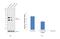 Nanog Homeobox antibody, 14-5768-82, Invitrogen Antibodies, Western Blot image 