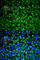 GRB2 Associated Binding Protein 1 antibody, A6248, ABclonal Technology, Immunofluorescence image 