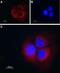 Transmembrane Protein 38B antibody, PA5-77753, Invitrogen Antibodies, Immunocytochemistry image 