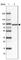 Tetratricopeptide Repeat Domain 7B antibody, HPA058363, Atlas Antibodies, Western Blot image 