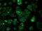 Tubulin Tyrosine Ligase Like 12 antibody, GTX83469, GeneTex, Immunofluorescence image 