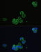 Acetylcholine Receptor antibody, 16-763, ProSci, Immunofluorescence image 