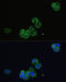 ACHR antibody, 16-763, ProSci, Immunofluorescence image 