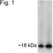 Aph-1 Homolog A, Gamma-Secretase Subunit antibody, NB100-74360, Novus Biologicals, Western Blot image 