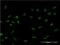 Forkhead Box C2 antibody, H00002303-M16, Novus Biologicals, Immunofluorescence image 