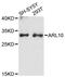 ADP Ribosylation Factor Like GTPase 10 antibody, STJ114666, St John