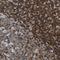 Enah/Vasp-Like antibody, NBP1-80831, Novus Biologicals, Immunohistochemistry frozen image 