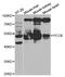 Propionyl-CoA Carboxylase Subunit Beta antibody, PA5-76738, Invitrogen Antibodies, Western Blot image 