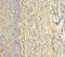 Zinc Finger Matrin-Type 5 antibody, LS-C372052, Lifespan Biosciences, Immunohistochemistry paraffin image 