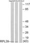 Ribosomal Protein L39 antibody, abx014127, Abbexa, Western Blot image 