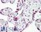 p53 antibody, LS-B7722, Lifespan Biosciences, Immunohistochemistry paraffin image 