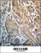 Endoplasmic Reticulum Oxidoreductase 1 Alpha antibody, 56-977, ProSci, Immunohistochemistry frozen image 