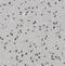 RAN Binding Protein 3 Like antibody, FNab07102, FineTest, Immunohistochemistry frozen image 