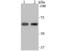 Nuclear RNA Export Factor 1 antibody, NBP2-76856, Novus Biologicals, Western Blot image 