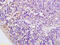 Chemerin Chemokine-Like Receptor 1 antibody, GTX50995, GeneTex, Immunohistochemistry paraffin image 