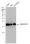 GABA Type A Receptor Associated Protein Like 2 antibody, GTX102006, GeneTex, Western Blot image 