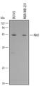 AKT Serine/Threonine Kinase 3 antibody, MAB1463, R&D Systems, Western Blot image 